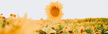 yellow sunflower field during daytime