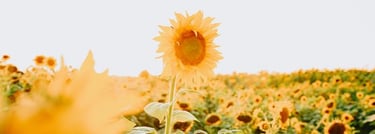 yellow sunflower field during daytime