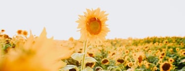 yellow sunflower field during daytime