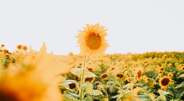 yellow sunflower field during daytime