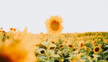 yellow sunflower field during daytime