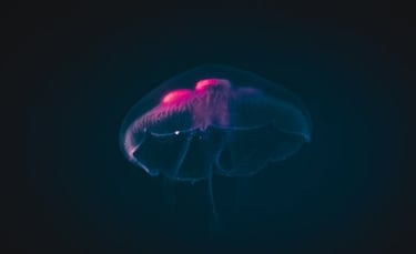 Hover.css