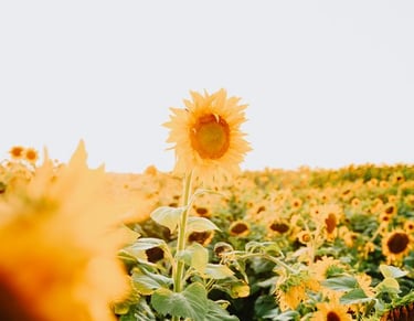 yellow sunflower field during daytime