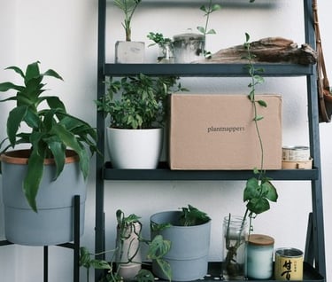 green potted plants on white wooden shelf