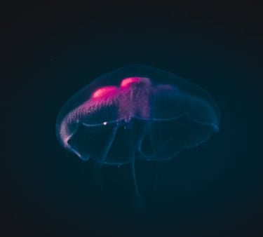 blue and white smoke illustration