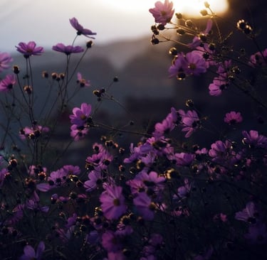 purple flowers with yellow and white sun light