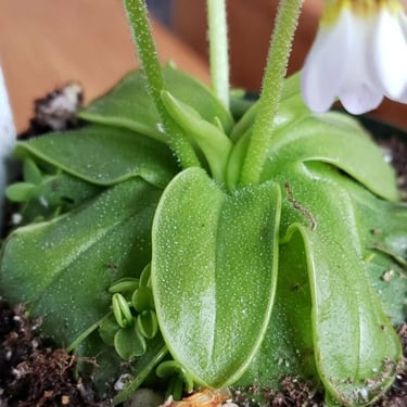 lechenaultia62 生水苔+P. primuliflora Pinguicula primuliflora - Wikipedia