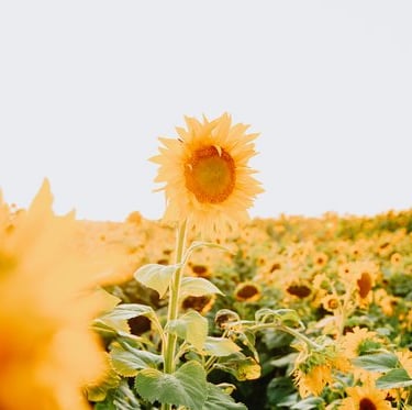 yellow sunflower field during daytime