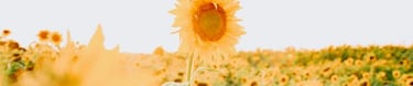 yellow sunflower field during daytime