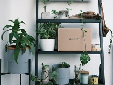 green potted plants on white wooden shelf