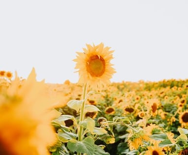 Champ de fleurs jaune avec le soleil
