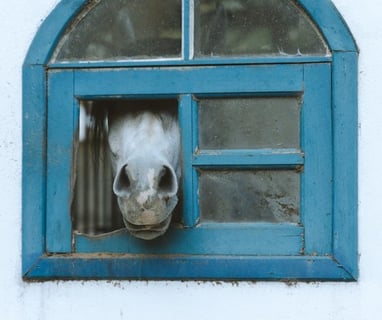 white short coated dog in blue window