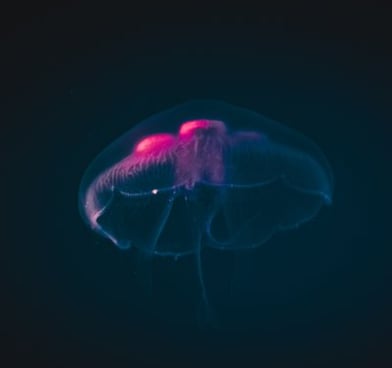 blue and white fluorescent jellyfish going with the flow