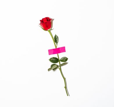 red rose with green leaves