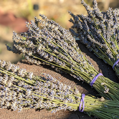 Organic Dried Lavender Bunch