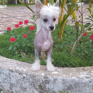 Chinese crested dogs for sale sales near me