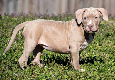 Champagne xl shop pitbull