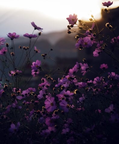 purple flowers with yellow and white sun light
