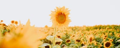 yellow sunflower field during daytime