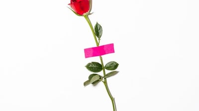 red rose with green leaves