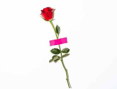 red rose with green leaves