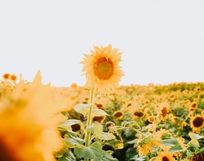 yellow sunflower field during daytime