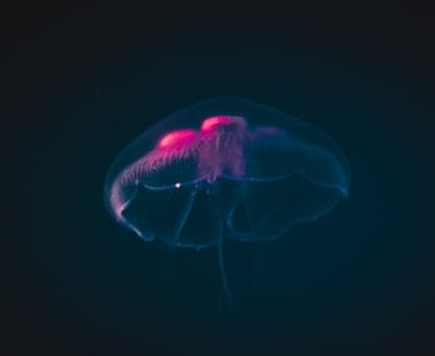 blue and white smoke illustration