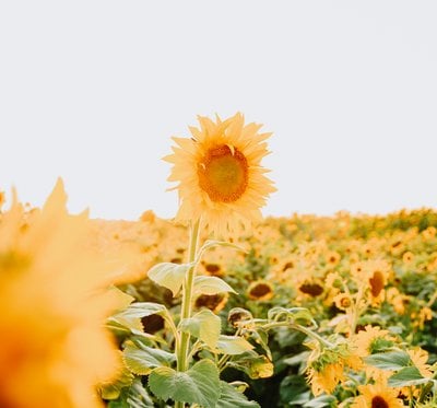 yellow sunflower field during daytime