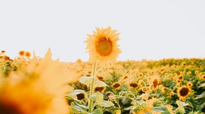 yellow sunflower field during daytime