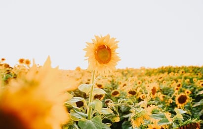 yellow sunflower field during daytime