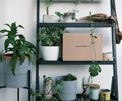 green potted plants on white wooden shelf