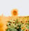 yellow sunflower field during daytime