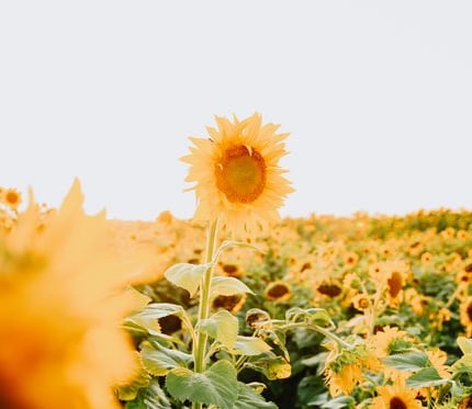 yellow sunflower field during daytime