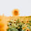 yellow sunflower field during daytime