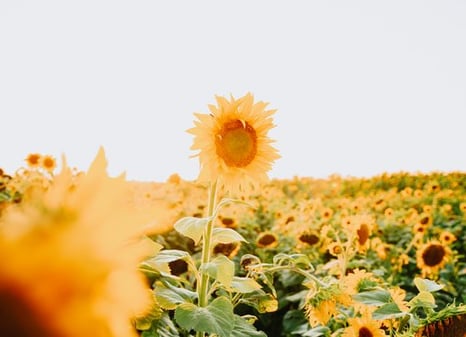 yellow sunflower field during daytime
