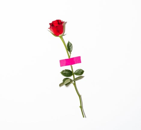 red rose with green leaves