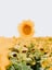yellow sunflower field during daytime