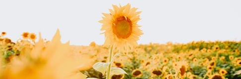 yellow sunflower field during daytime