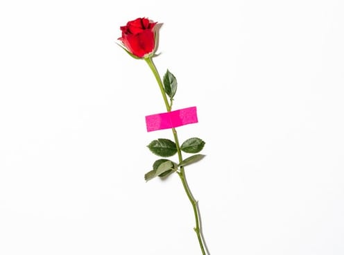 red rose with green leaves