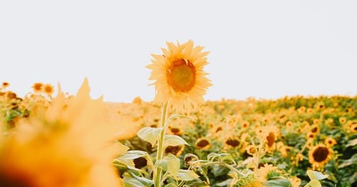 yellow sunflower field during daytime