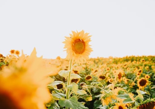 yellow sunflower field during daytime