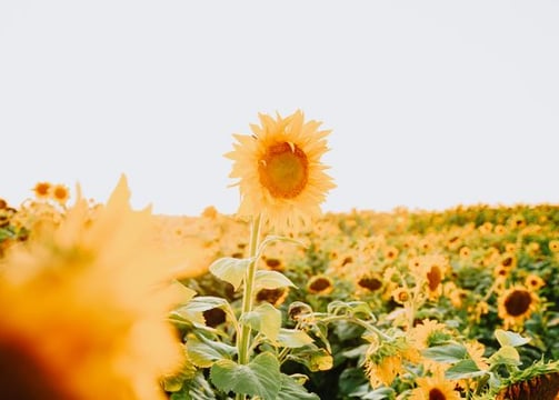 yellow sunflower field during daytime