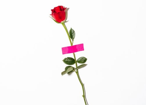red rose with green leaves