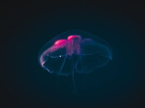 Super Intelligence Domains
