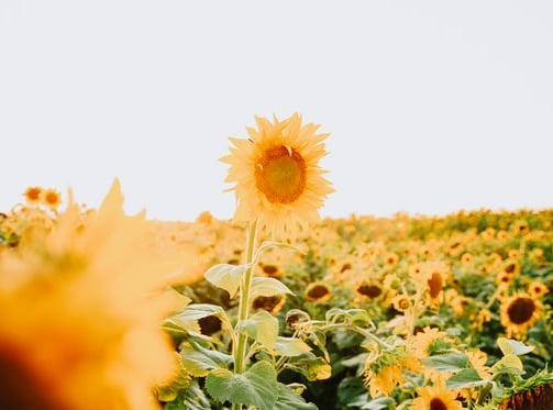 yellow sunflower field during daytime