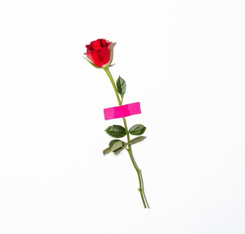 red rose with green leaves