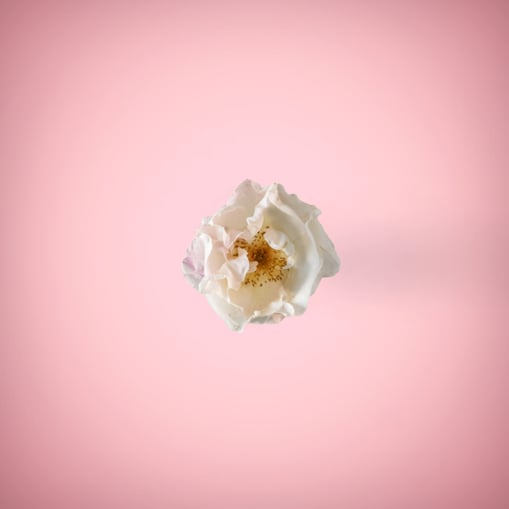White flower in pink background