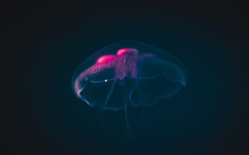 jellyfish shining in deep dark waters