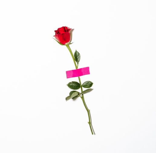 red rose with green leaves