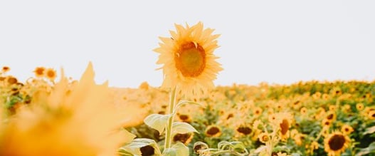 yellow sunflower field during daytime